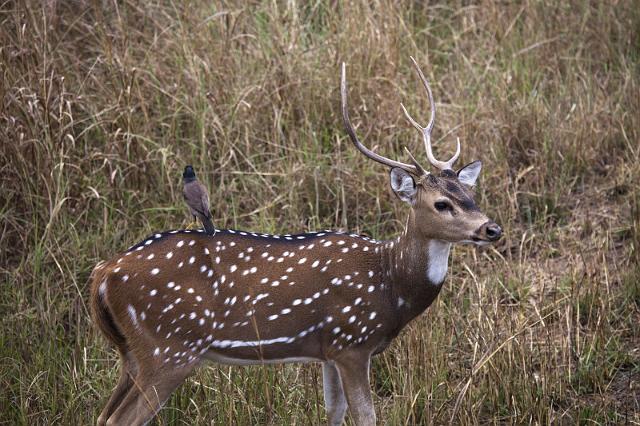 020 Kanha Nationaal Park, Chital.jpg